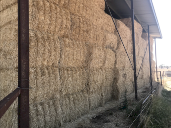 Barley straw