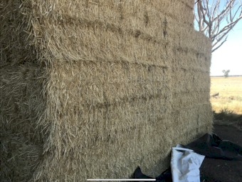 Barley straw