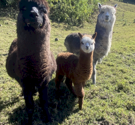 7 x Suri Alpacas