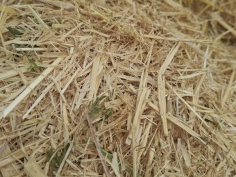 25mt Barley Straw 500kg 8x4x3 Bales