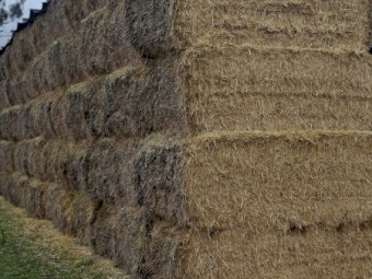 25mt Barley Straw 500kg 8x4x3 Bales