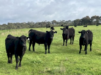 45 Angus Steers August September 2025 drop