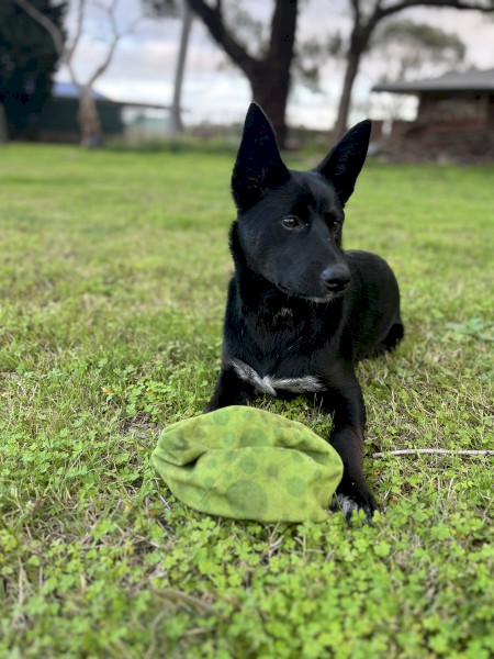 Kelpie Cross Blue Heeler Female Puppy