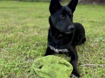 Kelpie Cross Blue Heeler Female Puppy
