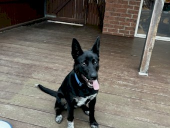 Kelpie Cross Blue Heeler Female Puppy