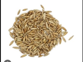 30 mt Yarran oats 