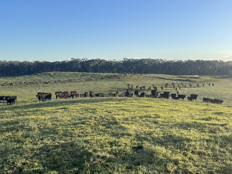 LEASE LAND WANTED WESTERN VIC: established beef cattle producer seeking lease country in medium-high rainfall zones