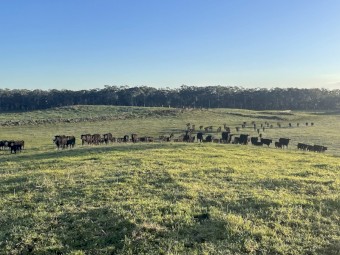 LEASE LAND WANTED WESTERN VIC: established beef cattle producer seeking lease country in medium-high rainfall zones