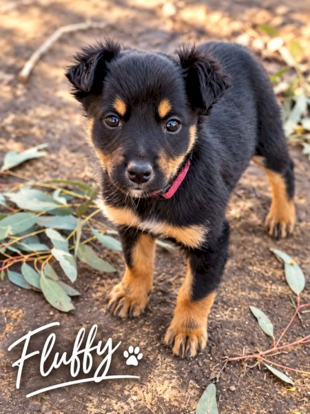 Female Kelpie Pups x 3
