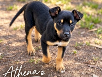 Female Kelpie Pups x 3