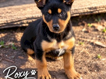 Female Kelpie Pups x 3