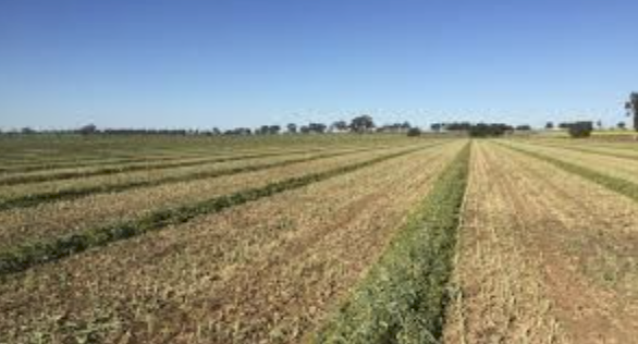 400mt Quality Oaten Hay 720kg 8x4x3 Bales