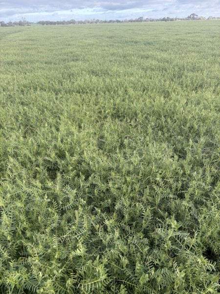 EOI 2026/27 Vetch Hay 8x4x3 Bales