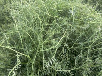 EOI 2026/27 Vetch Hay 8x4x3 Bales