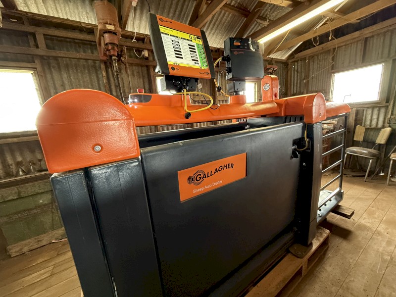 Gallagher 3-Way Sheep Auto Drafter – Near New – TSi2 Touchscreen + BR EID Reader