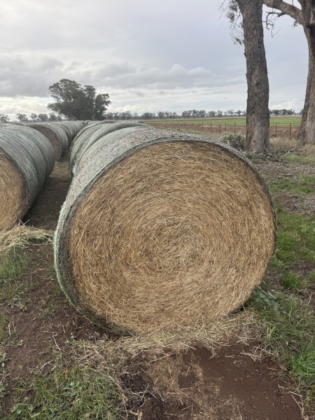 Clover and rye 5x4 rolls