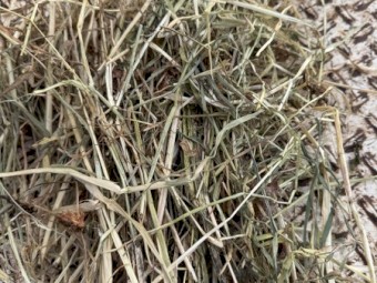 Clover and rye 5x4 rolls