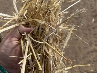 Barley straw 5x4 rolls 