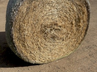 Barley straw 5x4 rolls 