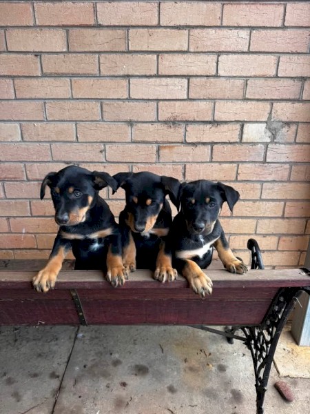 Kelpie Black & Tan Pups