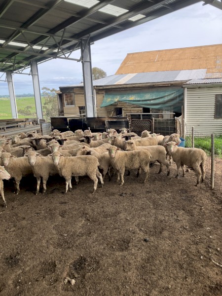 70 composite ewe lambs