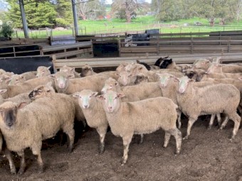70 composite ewe lambs
