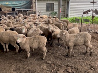 70 composite ewe lambs