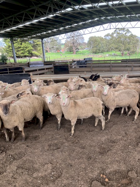 40 Suffolk ewe lambs