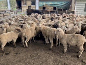 40 Suffolk ewe lambs