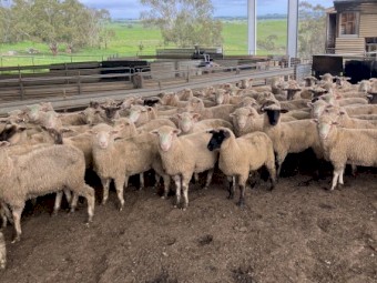 40 Suffolk ewe lambs
