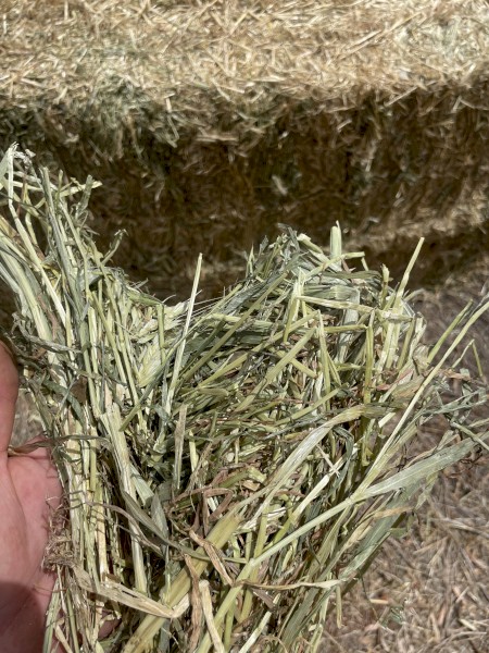 900mt Wheaten Hay 600kg 8x4x3 Bales