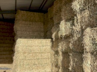 900mt Wheaten Hay 600kg 8x4x3 Bales