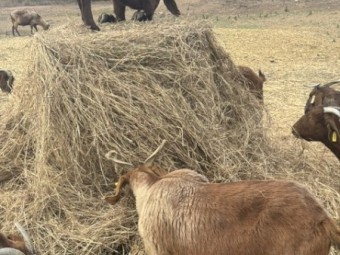 Bluegrass Hay 4x4 Rounds