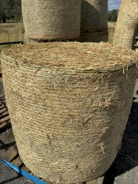 Soft Beardless Barley