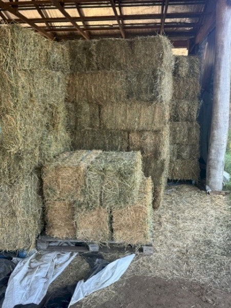 100 x Lucerne Hay Small Squares