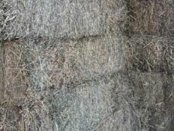 100 x Lucerne Hay Small Squares