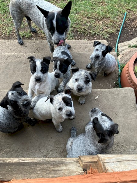 8 x Cattle Pups
