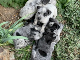 8 x Cattle Pups
