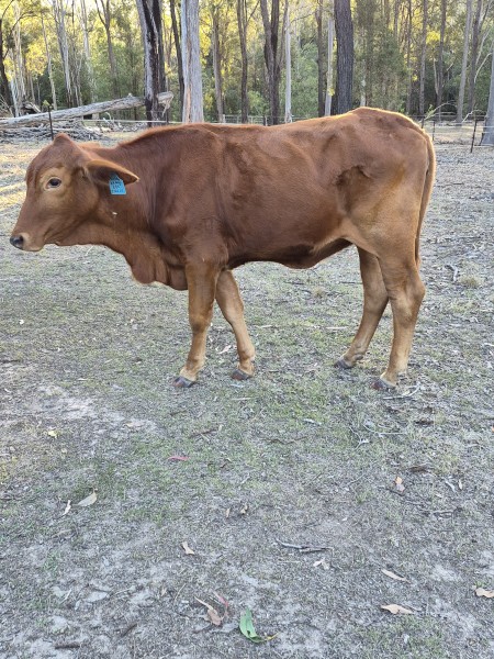 Droughtmastser Hiefers Joined - 2 Commercial 1.5 yr Old