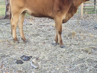 Droughtmastser Hiefers Joined - 2 Commercial 1.5 yr Old