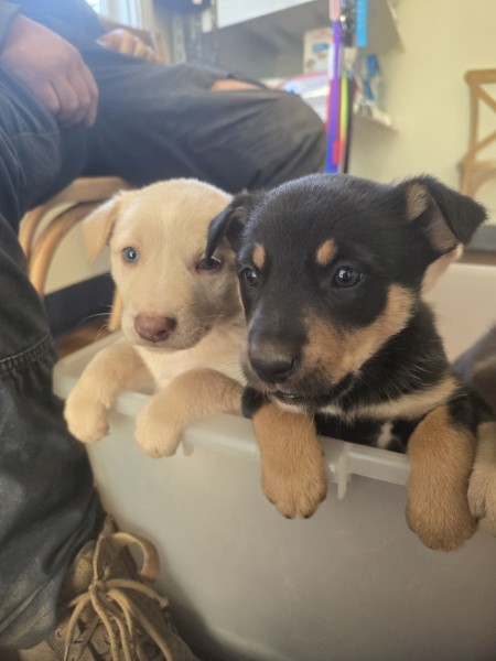 Kelpie X Border Collie Pups