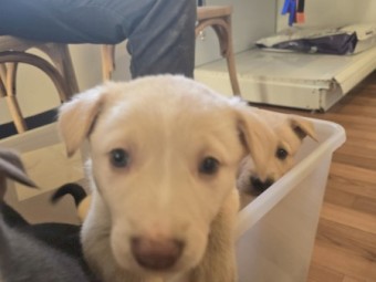 Kelpie X Border Collie Pups