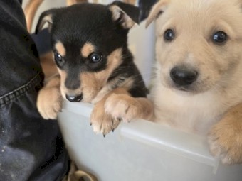 Kelpie X Border Collie Pups