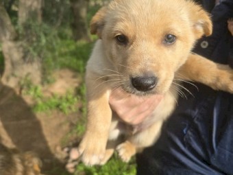 Kelpie X Border Collie Pups
