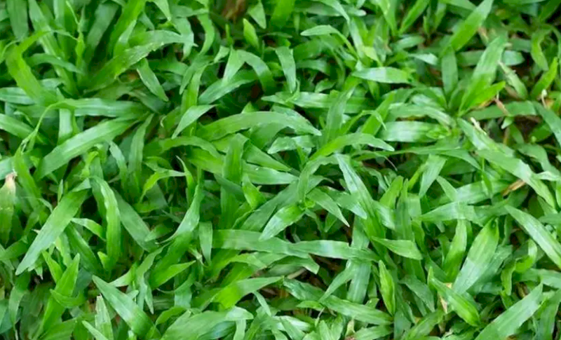 Carpet Grass 
