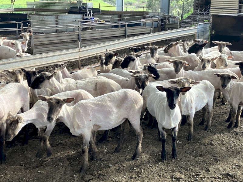 37 Suffolk Ewe Lambs