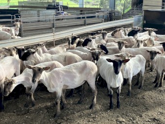 37 Suffolk Ewe Lambs