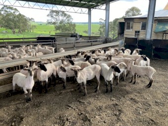 37 Suffolk Ewe Lambs