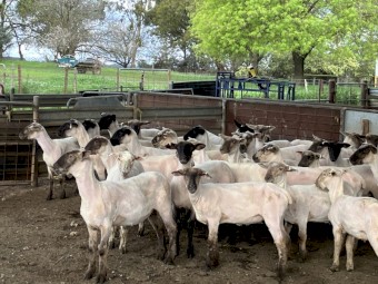 37 Suffolk Ewe Lambs