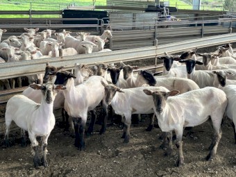 37 Suffolk Ewe Lambs